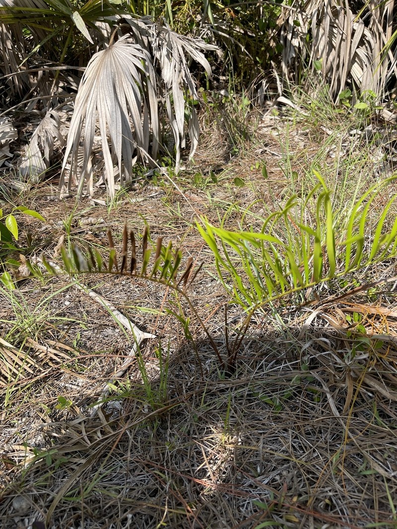 Zamia integrifolia photo 7