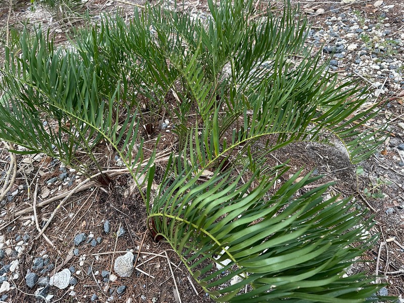 Zamia integrifolia var. floridana