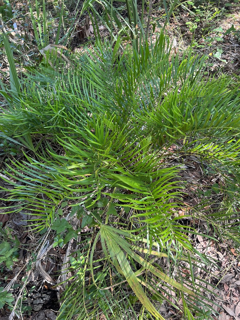 Zamia integrifolia var. floridana photo 2