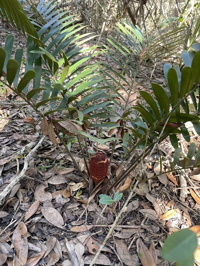 Zamia integrifolia var. umbrosa