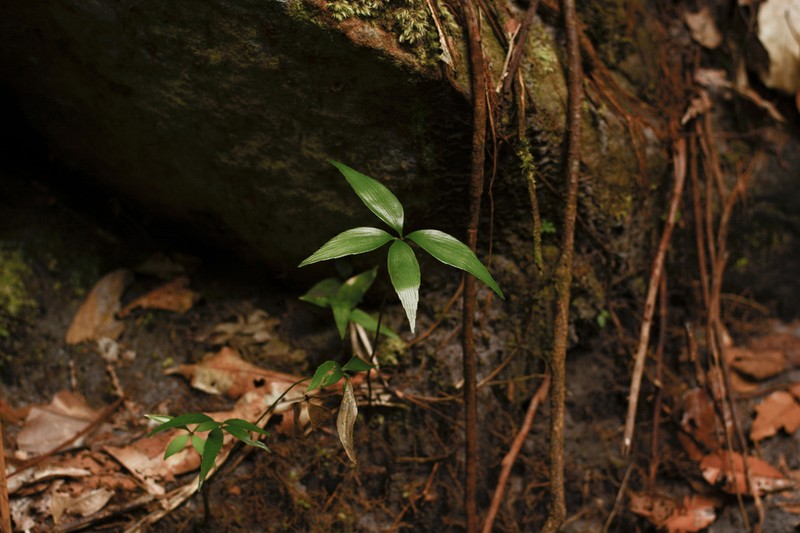 Zamia lindosensis