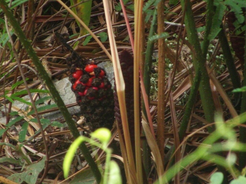 Zamia lindosensis photo 2