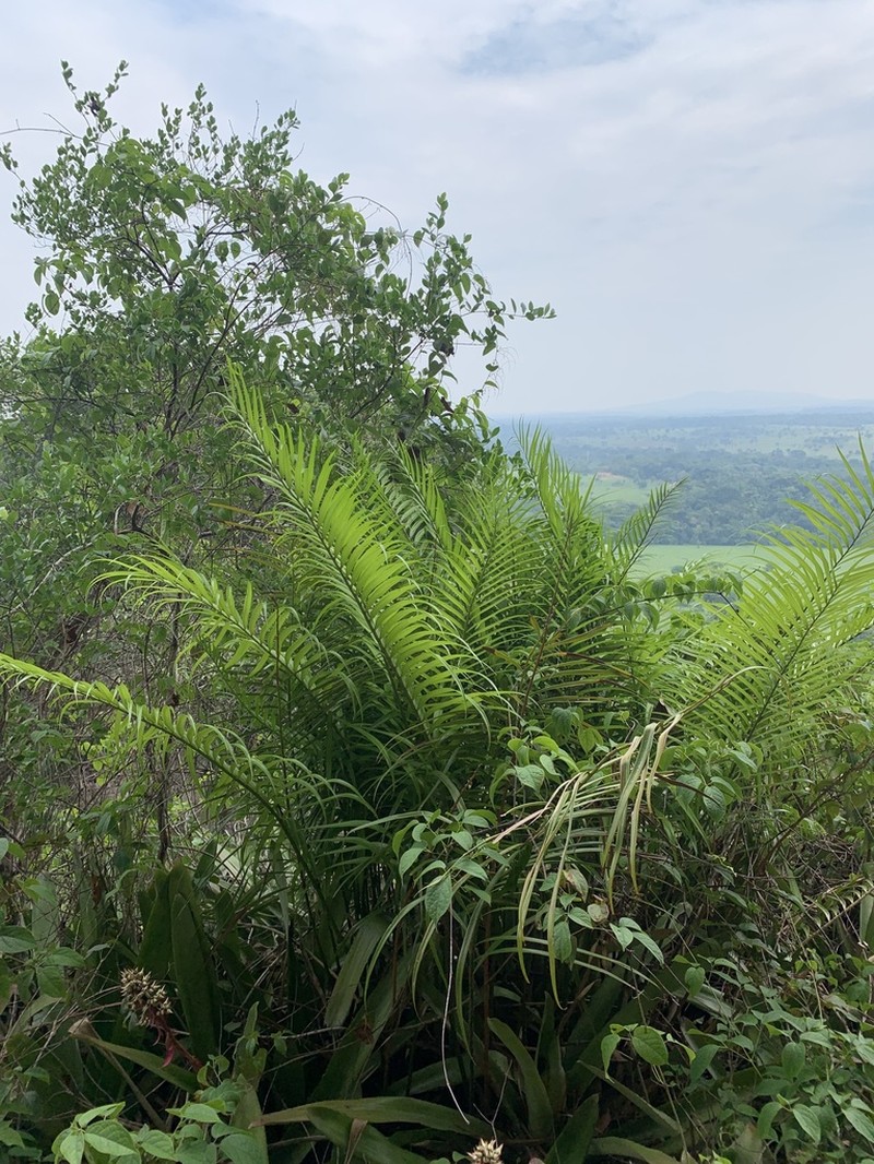 Zamia lindosensis photo 4