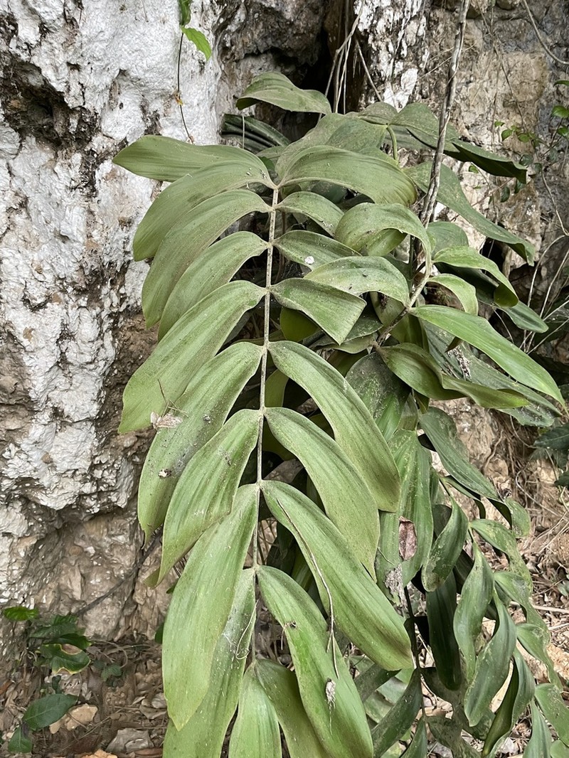 Zamia magnifica photo 2