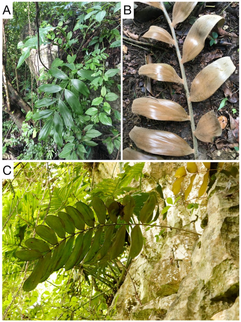 Zamia magnifica