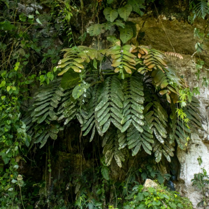 Zamia magnifica photo 3