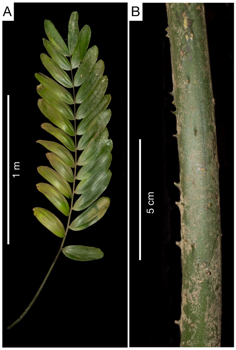 Zamia magnifica photo 4