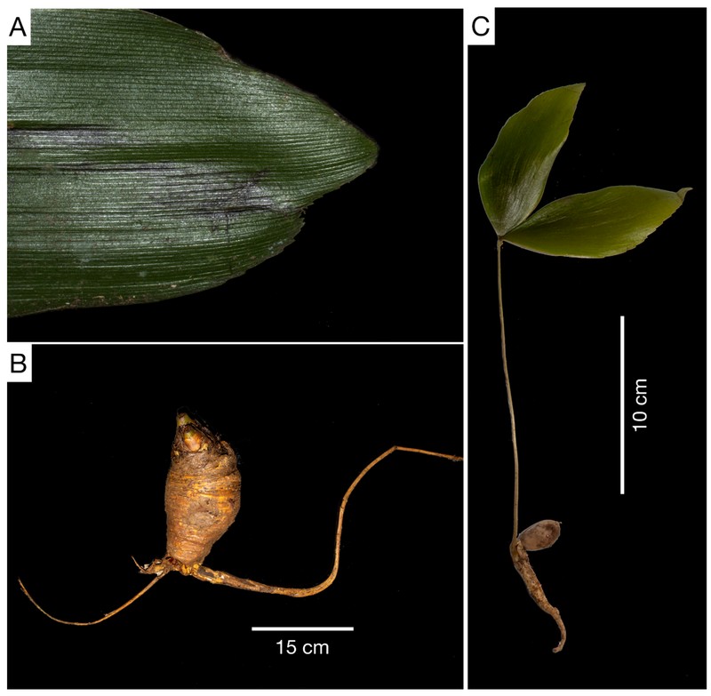 Zamia magnifica photo 5
