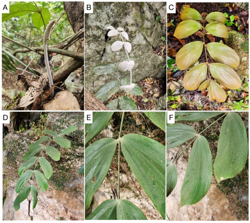 Zamia magnifica photo 8
