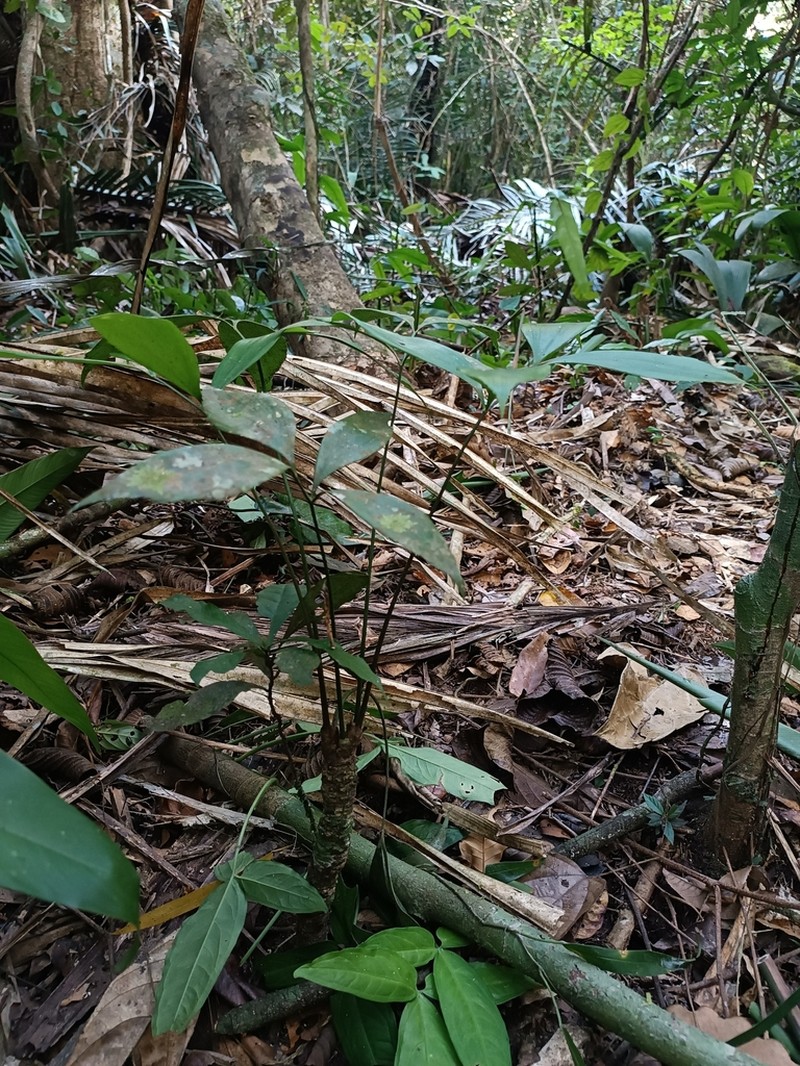 Zamia multidentata