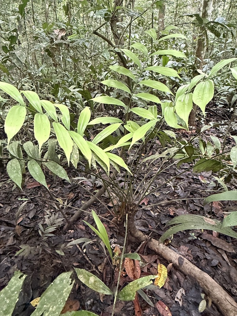 Zamia multidentata photo 2
