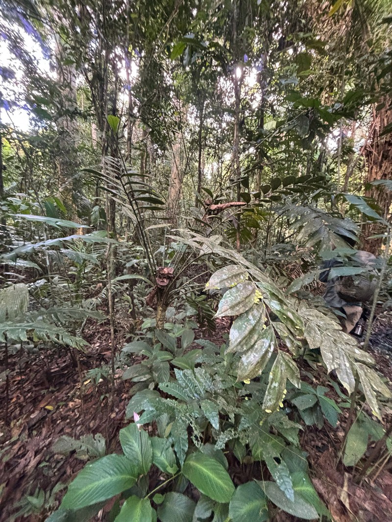 Zamia multidentata photo 3