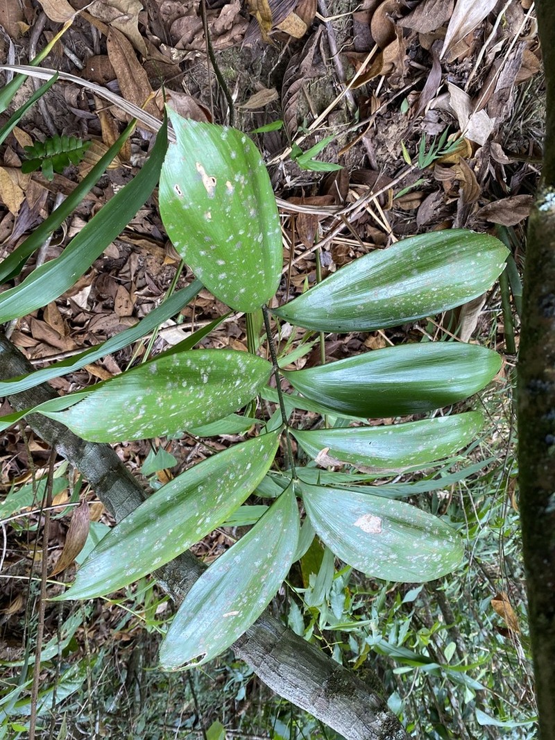 Zamia orinoquiensis