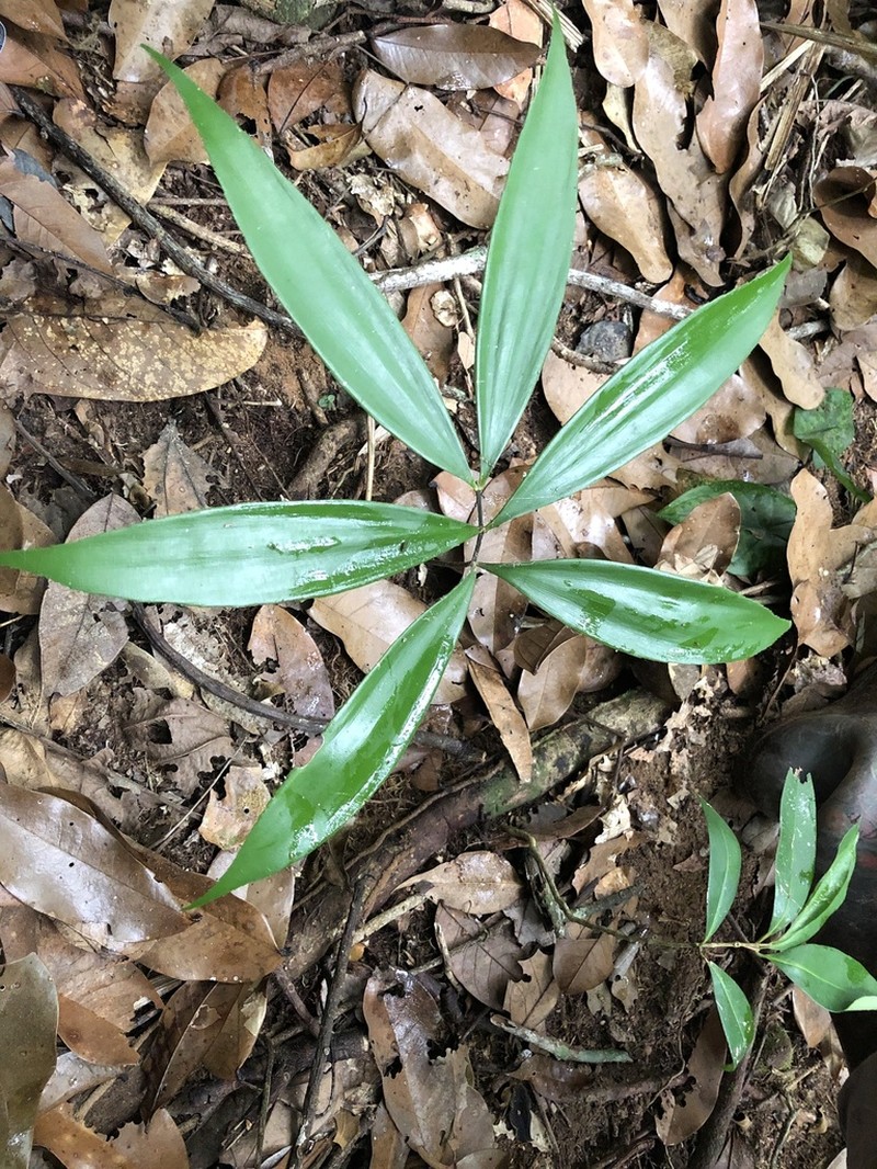 Zamia orinoquiensis photo 2