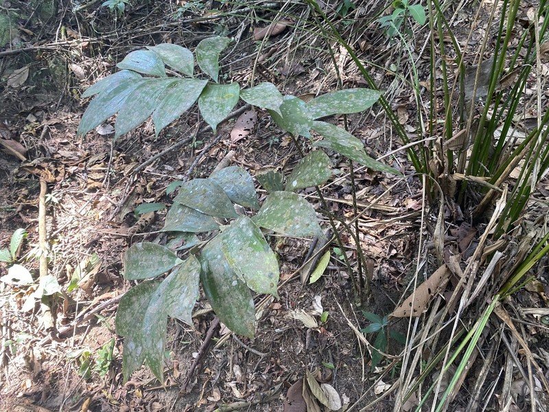 Zamia orinoquiensis photo 3