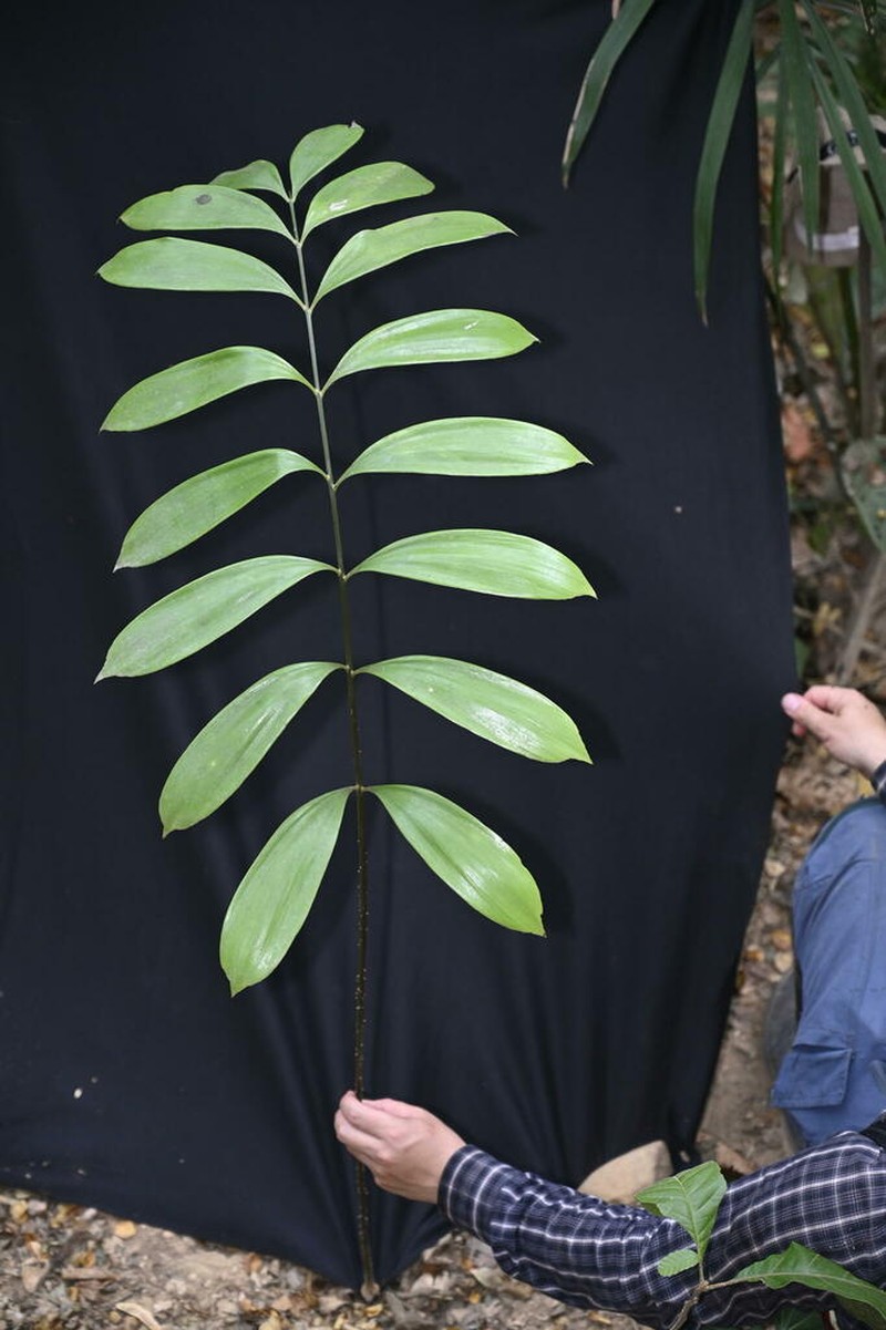 Zamia orinoquiensis photo 4