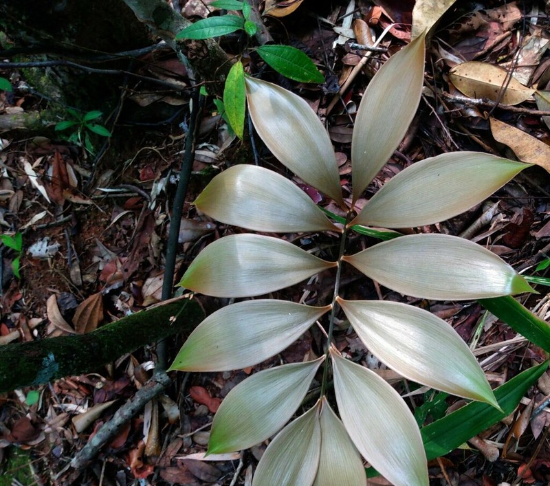 Zamia orinoquiensis photo 5