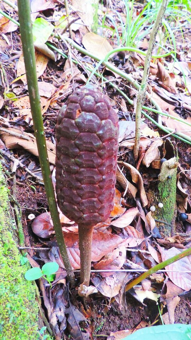 Zamia orinoquiensis photo 6