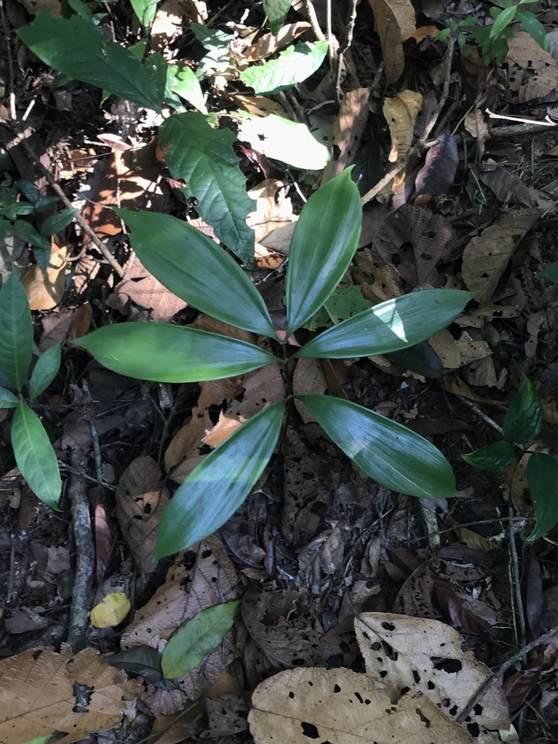 Zamia orinoquiensis photo 7