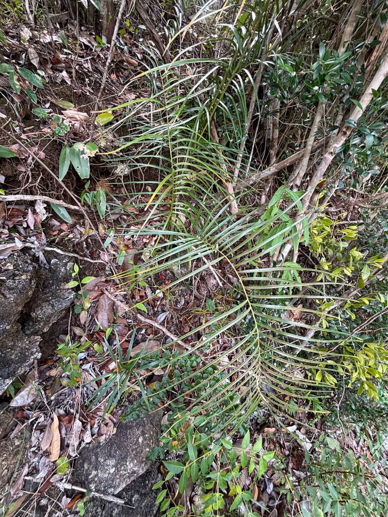 Marunguey photo 3