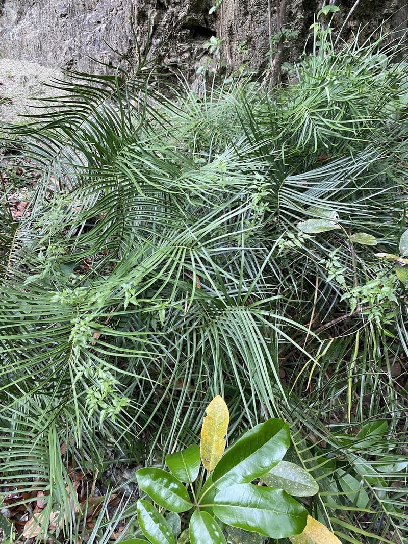 Marunguey photo 4