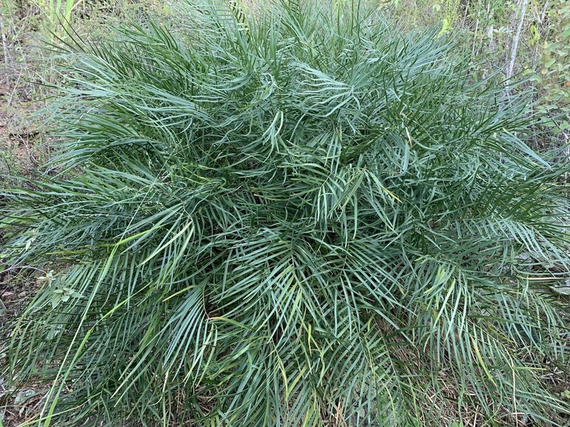 Marunguey photo 5