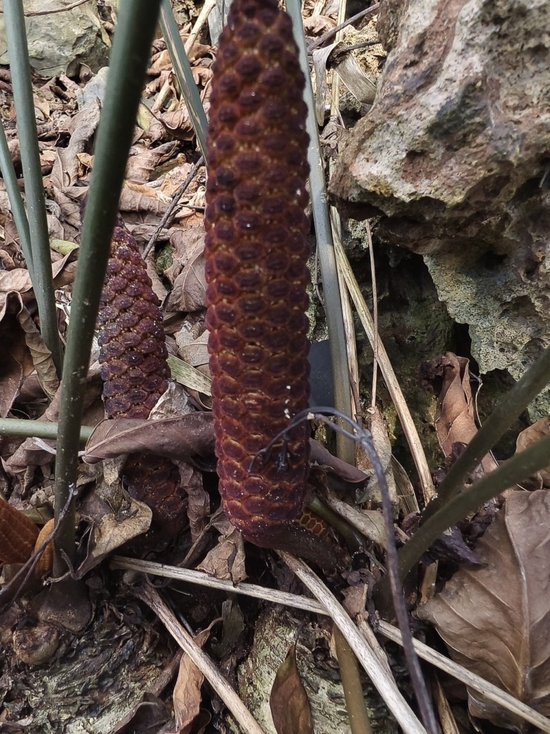 Coontie photo 2