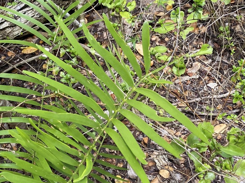 Coontie photo 3