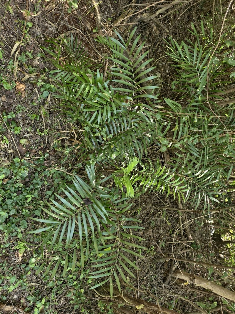 Coontie photo 4