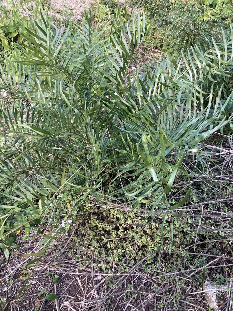 Coontie photo 5