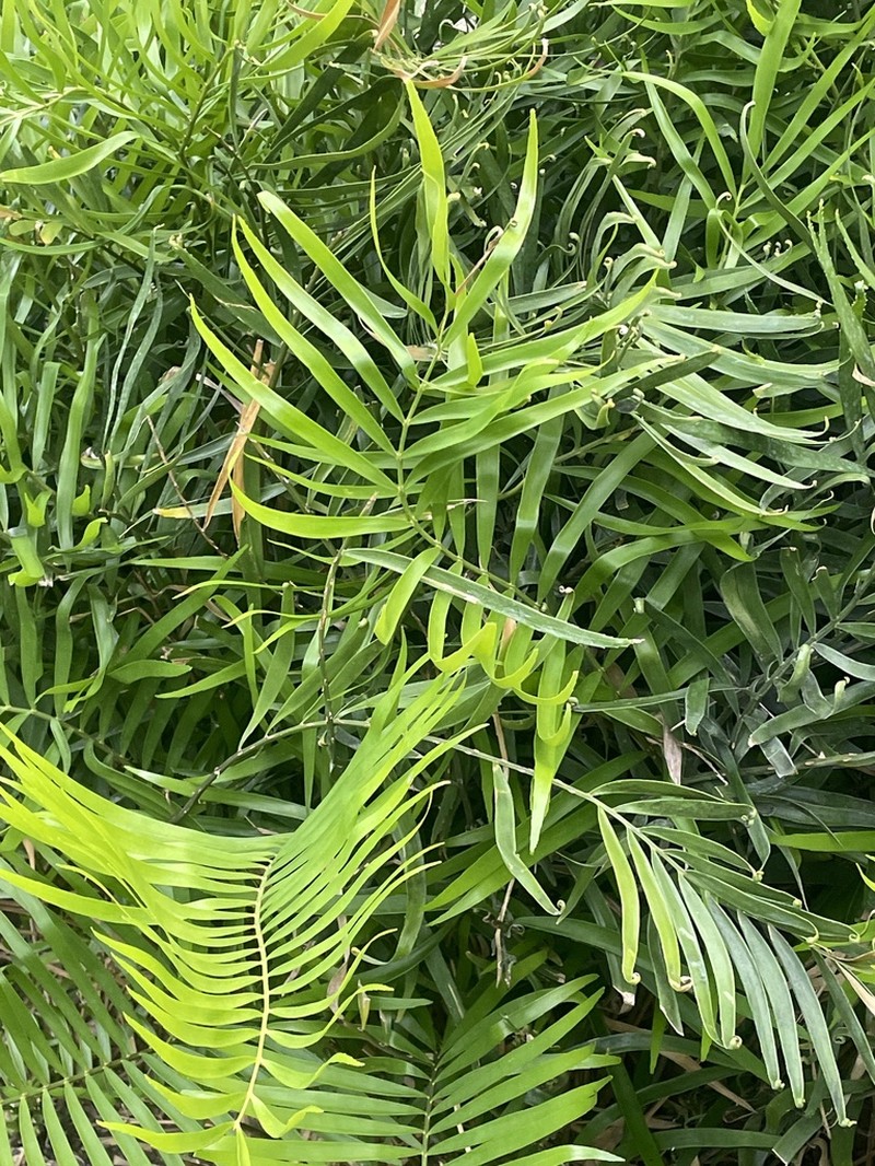 Coontie photo 6