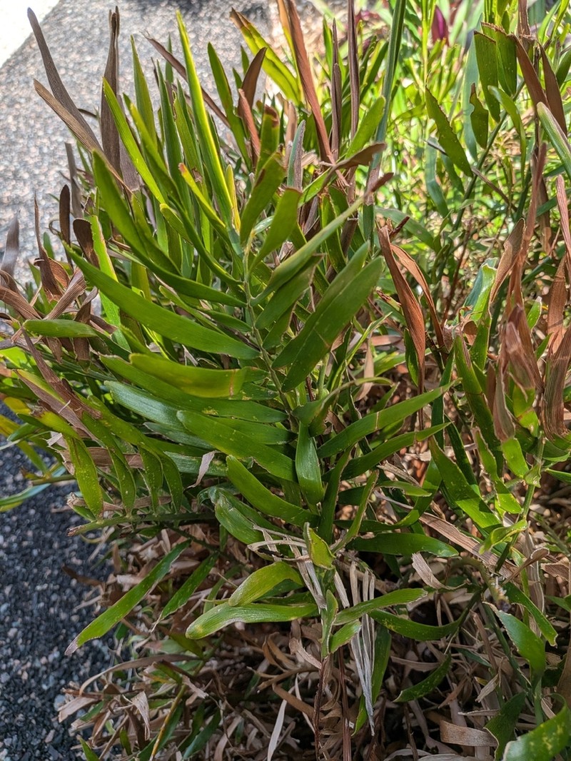 Coontie photo 7