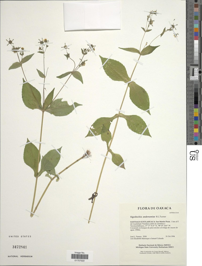 Zandera andersoniae