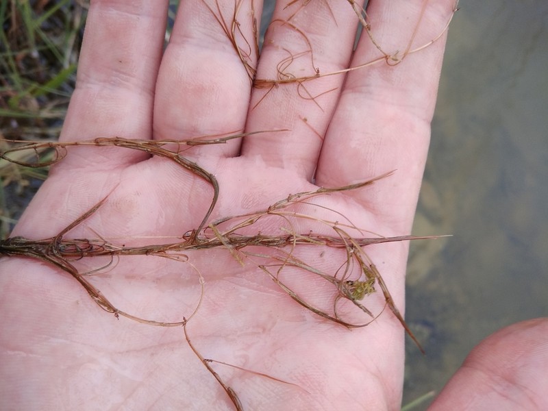 Horned Pondweed photo 3