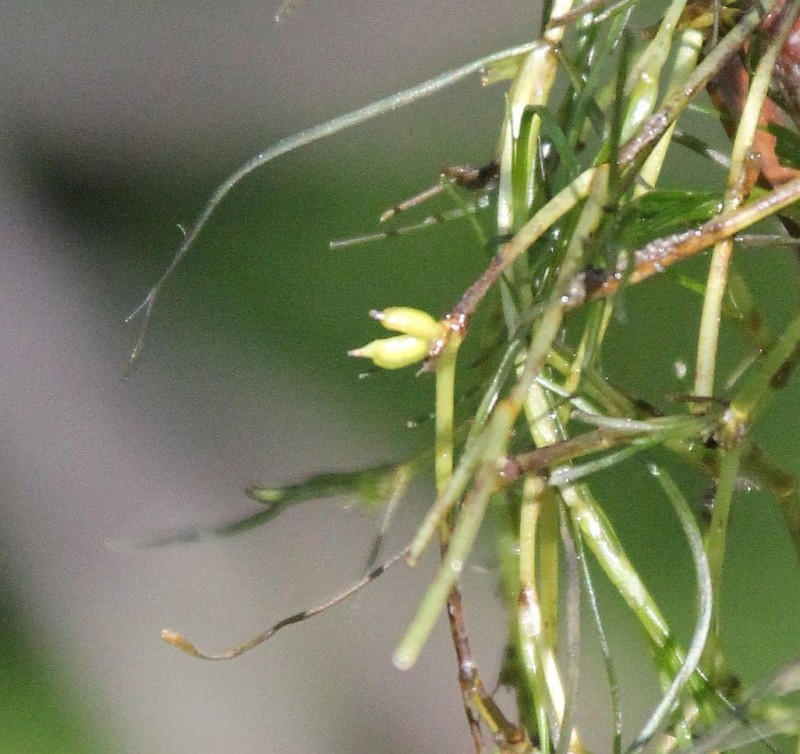 Horned Pondweed photo 4