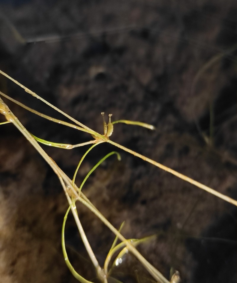 Horned Pondweed photo 5
