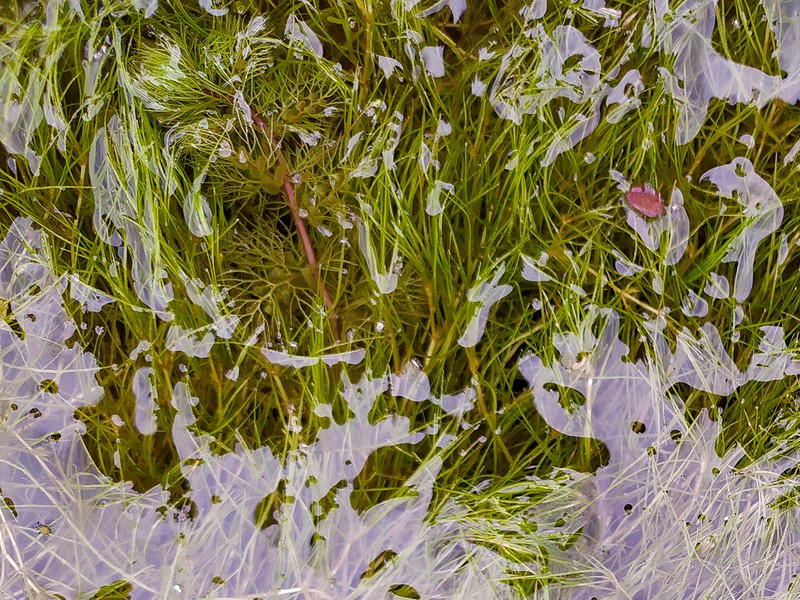 Horned Pondweed photo 6