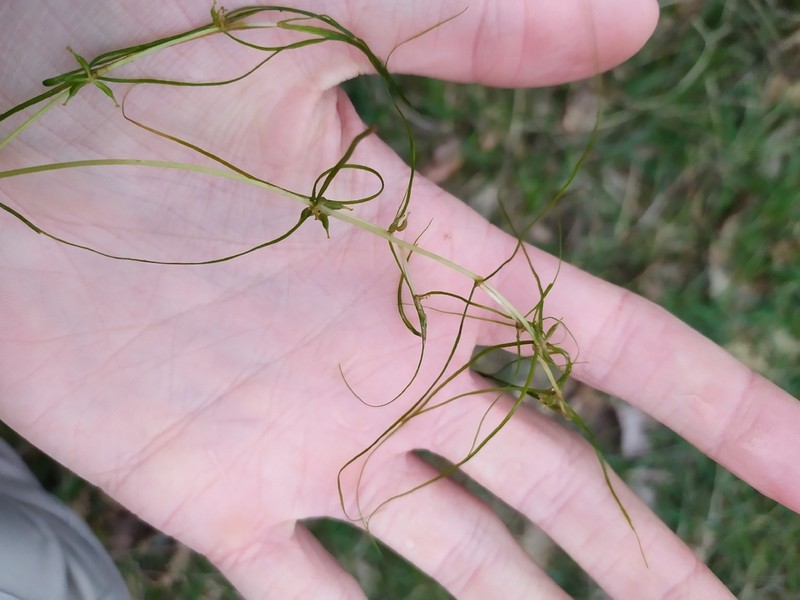 Horned Pondweed photo 7