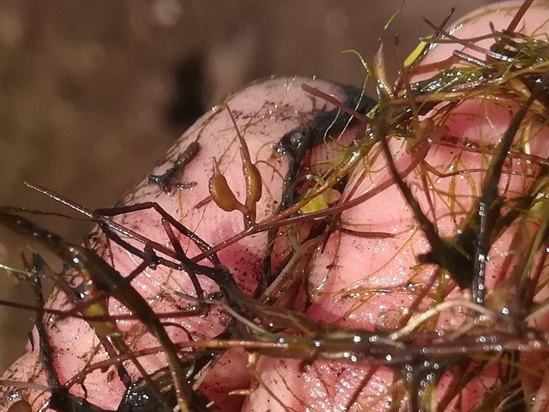 Horned Pondweed photo 8