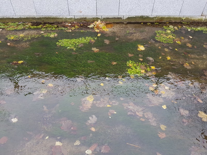 Horned Pondweed photo 2