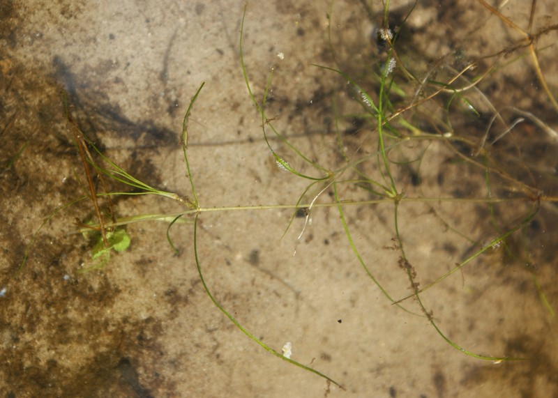 Horned Pondweed photo 4