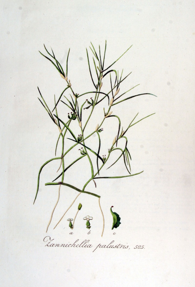 Horned Pondweed photo 5