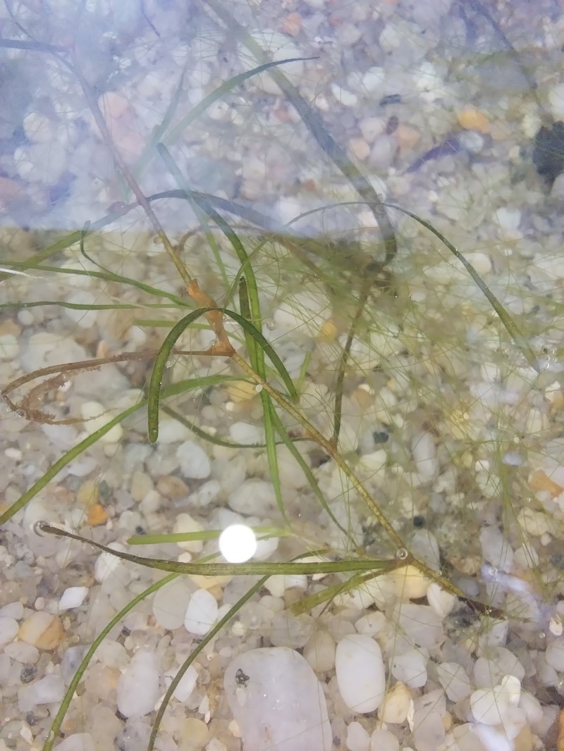 Zannichellia palustris subsp. palustris