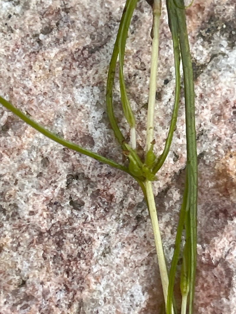Zannichellia palustris subsp. palustris photo 2
