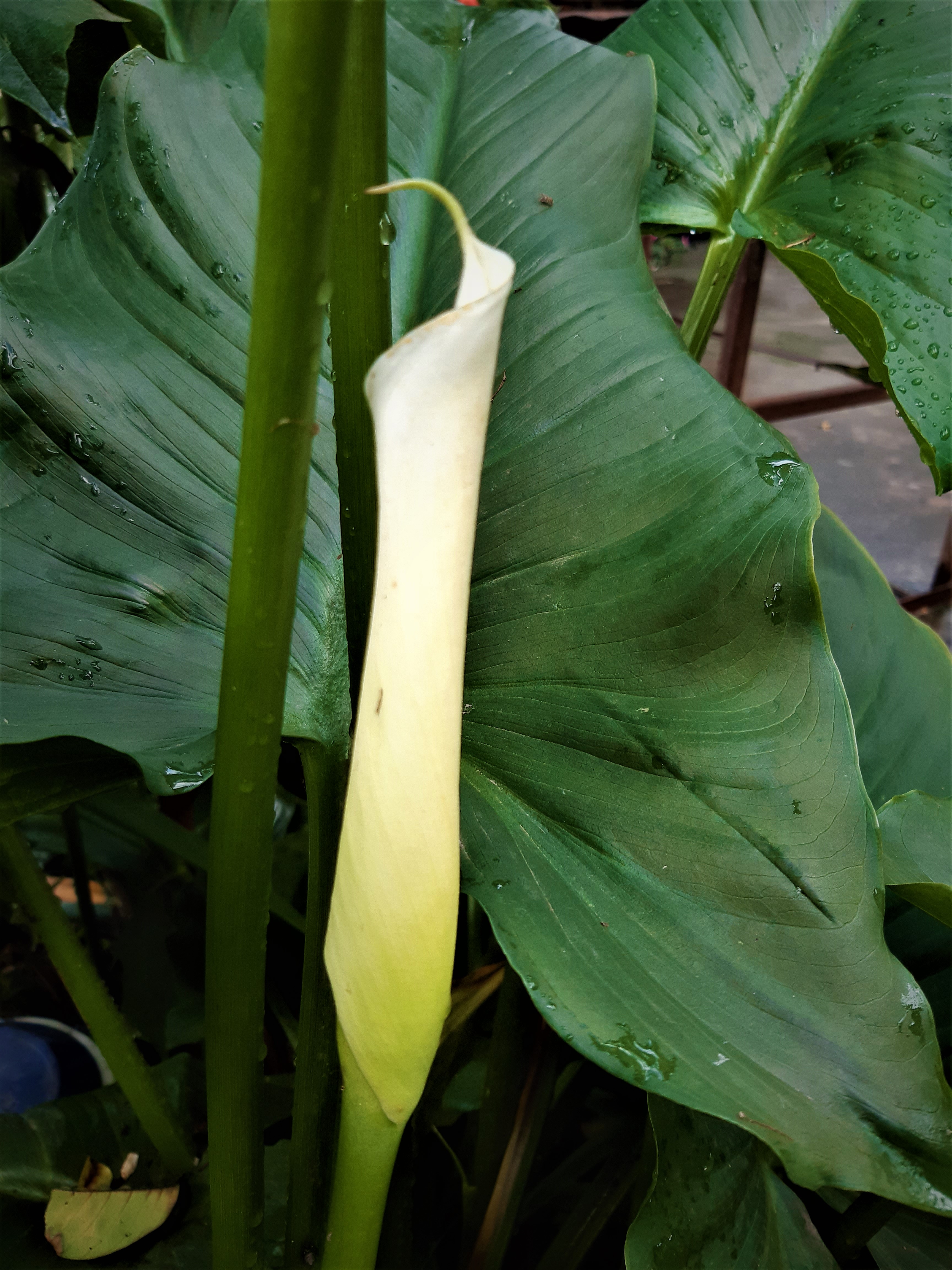 Calla Lily photo 6