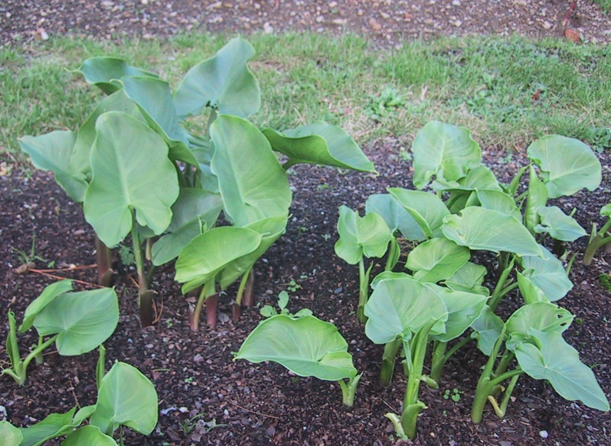 Calla Lily photo 8