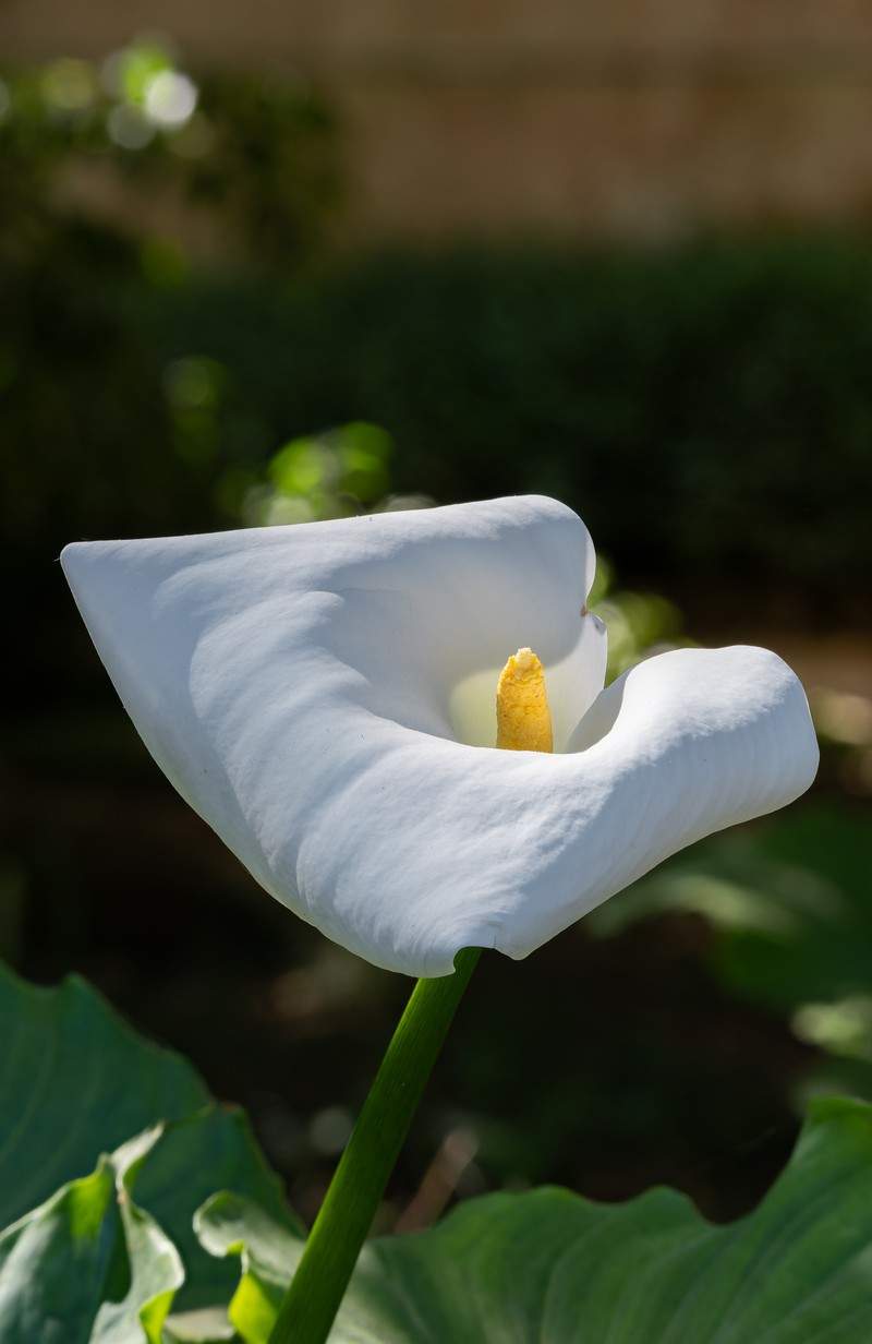 Calla Lily photo 2