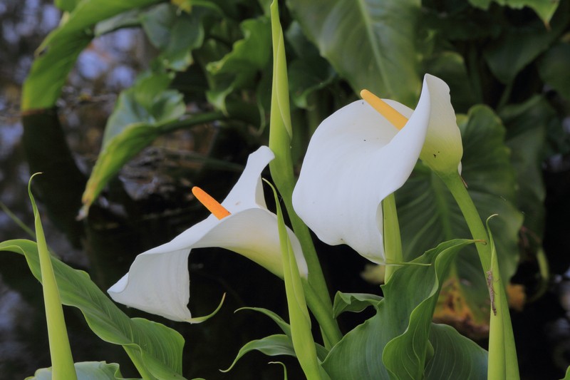 Calla Lily photo 3