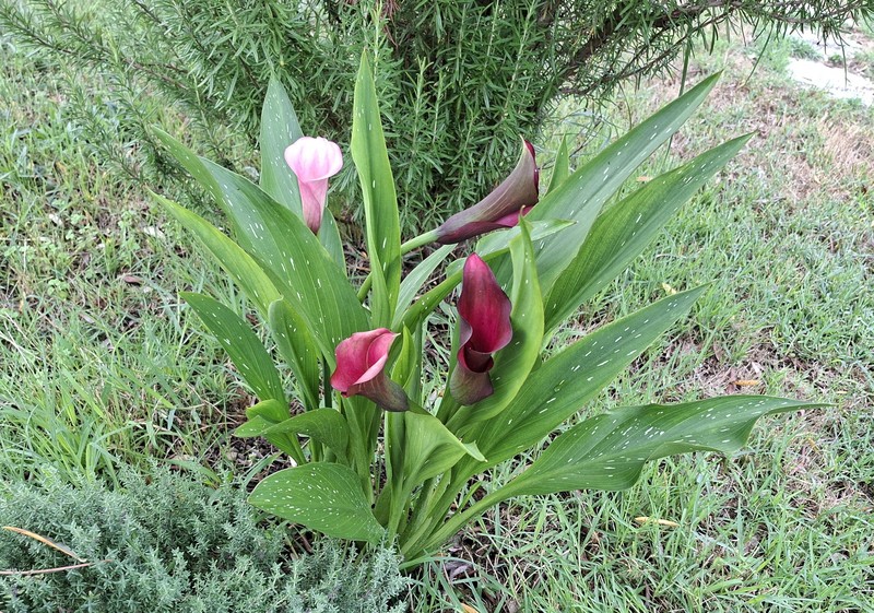 Calla Lily photo 4