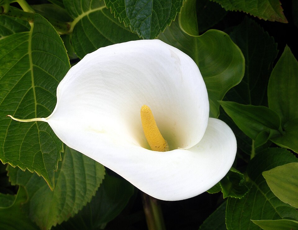 Spotted Calla Lily photo 4